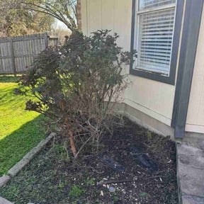 Bush Trimming by Guevara Landscaping reviewed on April 6, 2025