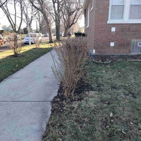 Bush Trimming by L and L Lawncare reviewed on June 24, 2022