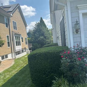 Bush Trimming by Discount Mowing reviewed on July 19, 2025