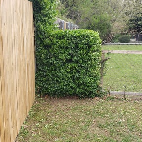 Bush Trimming by Swamp creek reviewed on April 9, 2025