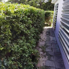 Bush Trimming by Pedrito’s lawn service llc reviewed on August 16, 2022