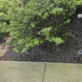 Flower Bed Weeding by Scarlet and gray Lawn Care Management LLC reviewed on June 3, 2022