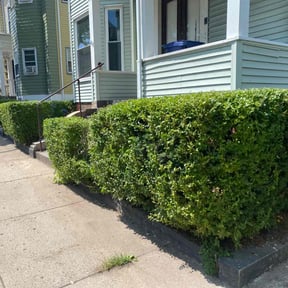 Bush Trimming by GrassFX Lawn Care reviewed on July 7, 2022