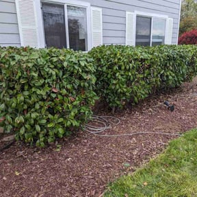 Bush Trimming by Self employed Mikes lawn Services reviewed on July 14, 2022