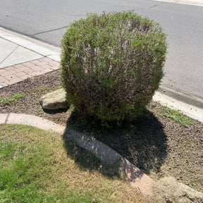Bush Trimming by TruQuality Outdoor Maintenance & Lanscaping reviewed on September 22, 2021