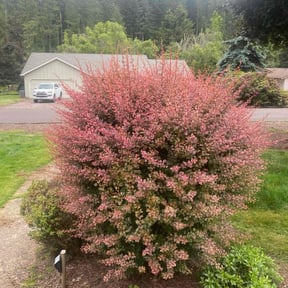Bush Trimming by Green For You reviewed on April 24, 2022