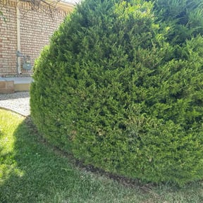 Bush Trimming by Kuiper Lawn and Natural Landscapes reviewed on December 14, 2023