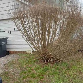 Bush Trimming by NRB Landscape Services reviewed on July 8, 2022