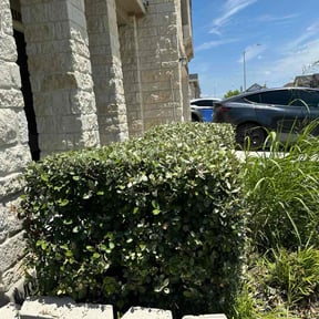 Bush Trimming by Grasman LLC reviewed on July 27, 2025