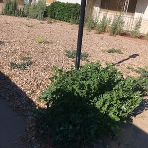 Bush Trimming by Ascension Care, LLC. reviewed on June 13, 2022