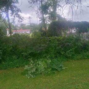 Bush Trimming by Eusons Property Renovations reviewed on October 20, 2022