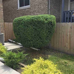 Bush Trimming by Robert&#039;S reviewed on July 20, 2025