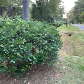 Bush Trimming by Drumgo Landscaping reviewed on May 14, 2025