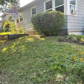 Bush Trimming by Mabin Lawn Service reviewed on November 14, 2023