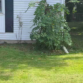 Bush Trimming by Greg's gardens reviewed on May 27, 2025