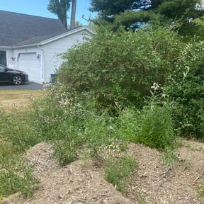 Bush Trimming by Gibbs & Moody Property mgmt reviewed on May 6, 2021