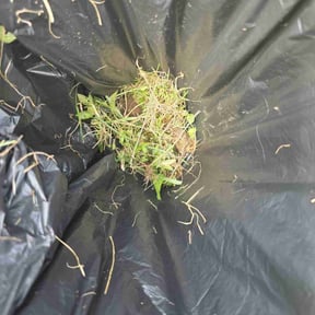 Cleanups by Michael McDaniel reviewed on July 3, 2022