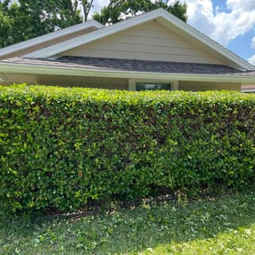 Bush Trimming by Legit Lawn Care Plus reviewed on November 1, 2024