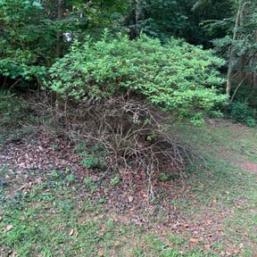 Bush Trimming by Grasman LLC reviewed on May 27, 2022