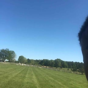 Leaf Removal by ShayShay&#039;s lawn care reviewed on July 7, 2022