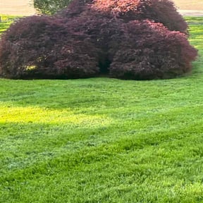 Bush Trimming by Yard Boss Lawn & Landscape LLC reviewed on May 21, 2022