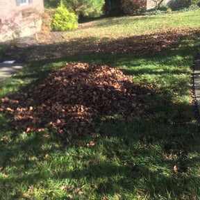 Leaf Removal by Happy plantsman reviewed on September 12, 2024