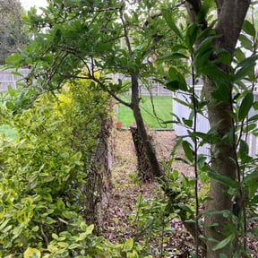 Bush Trimming by Legacy landscape llc reviewed on November 24, 2024