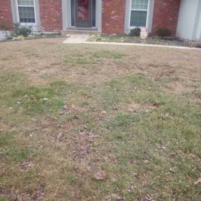 Leaf Removal by BKTS reviewed on May 1, 2025