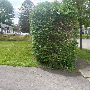Bush Trimming by Eusons Property Renovations reviewed on October 14, 2022