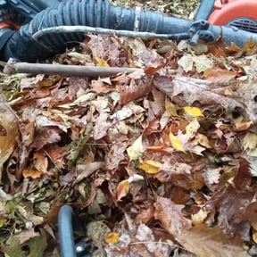 Leaf Removal by NSLAWNCARELLC reviewed on July 25, 2022