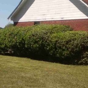 Bush Trimming by CS Landscaping & Construction reviewed on March 25, 2022