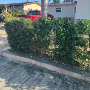 Bush Trimming by Landaeta & Gamero Investments reviewed on September 25, 2021
