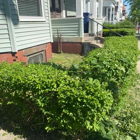 Bush Trimming by Jose Martinez landscape services reviewed on June 25, 2022