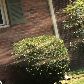 Bush Trimming by Get Her Done Lawn Service reviewed on July 15, 2022
