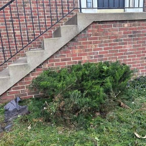 Bush Trimming by Positive Entergy reviewed on July 12, 2022