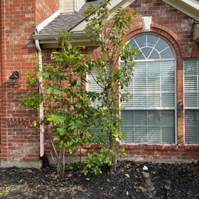 Bush Trimming by Alexito Landscaping reviewed on April 14, 2025