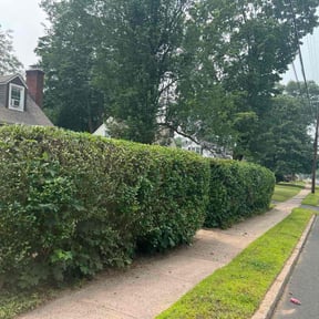 Bush Trimming by Keep it Loe Lawn Service reviewed on August 3, 2022