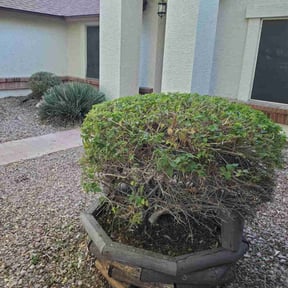 Bush Trimming by LSLTDallas/FortWorthTruGreen reviewed on October 28, 2023