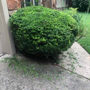 Bush Trimming by 4C&#039;s Lawn Care LLC reviewed on June 3, 2025