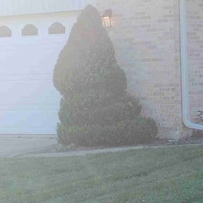 Bush Trimming by Sarmientos Landscaping reviewed on December 4, 2024
