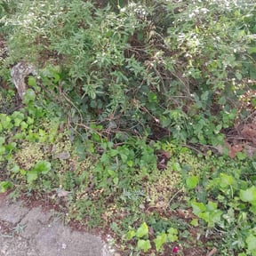 Bush Trimming by Local Green Lawn Care LLC reviewed on July 27, 2022