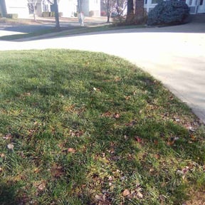 Leaf Removal by Trust the process tree&lawn service reviewed on July 13, 2022