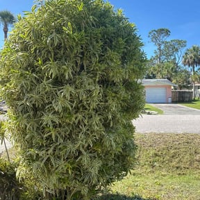 Bush Trimming by Truleaf landscaping reviewed on July 12, 2025