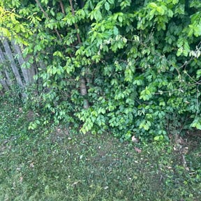 Leaf Removal by JBI Property Service LLC reviewed on July 22, 2025