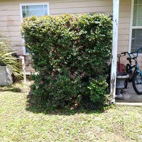 Bush Trimming by Ride In Shine Out reviewed on March 12, 2025