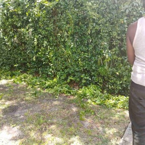 Bush Trimming by Orlando Palms reviewed on October 18, 2024
