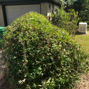 Bush Trimming by Matt's Lawn Mowing reviewed on June 14, 2022