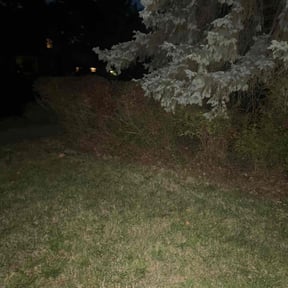 Bush Trimming by Rube Lawn Care reviewed on June 10, 2022