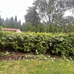 Bush Trimming by james lawn service reviewed on July 15, 2022