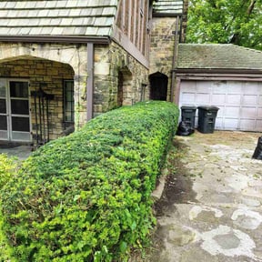 Bush Trimming by Precision Lawn Care of VA reviewed on May 12, 2022